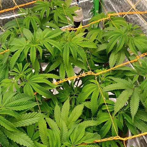 Nicol Punch #1 growlog timeline photo