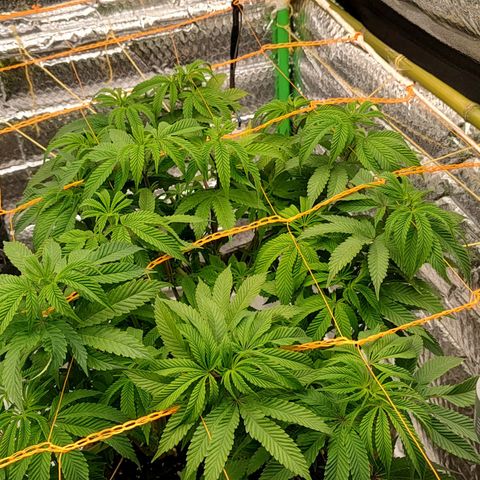 Nicol Punch #1 growlog timeline photo