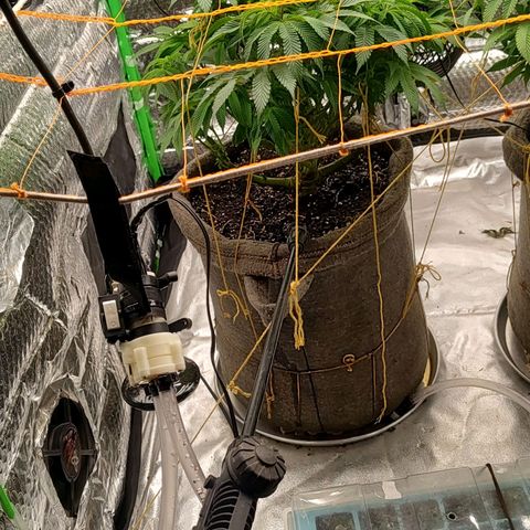 Nicol Punch #2 growlog timeline photo