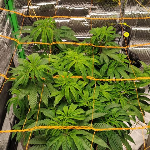 Nicol Punch #2 growlog timeline photo
