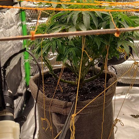 Nicol Punch #2 growlog timeline photo