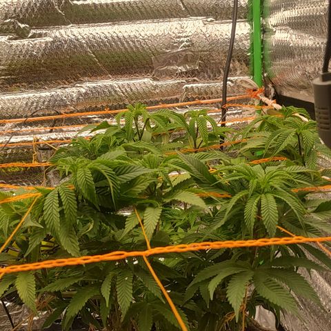 Nicol Punch #2 growlog timeline photo