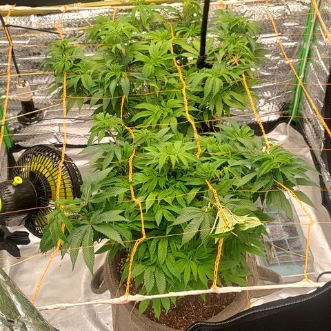 Nicol Punch #2 growlog timeline photo