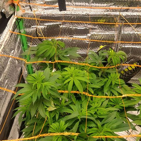 Nicol Punch #2 growlog timeline photo