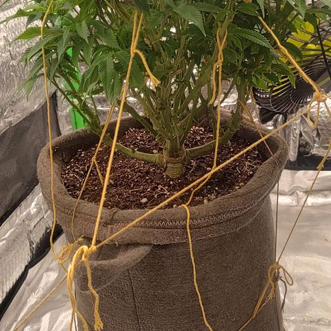 Nicol Punch #2 growlog timeline photo
