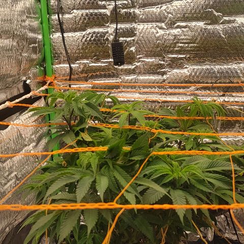 Nicol Punch #2 growlog timeline photo