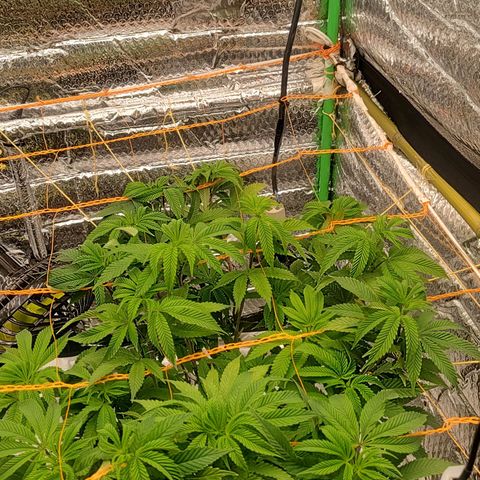 Nicol Punch #2 growlog timeline photo