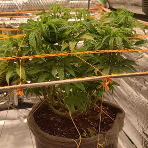 Nicol Punch #2 growlog timeline photo