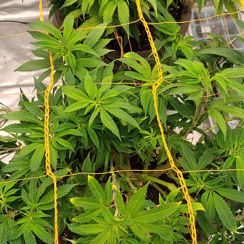 Nicol Punch #2 growlog timeline photo