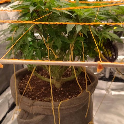 Nicol Punch #2 growlog timeline photo
