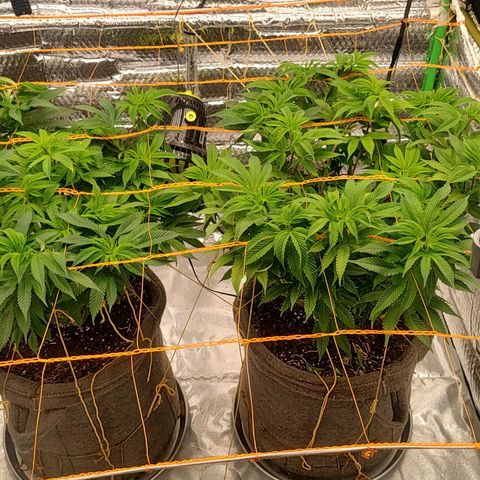 Nicol Punch #2 growlog timeline photo