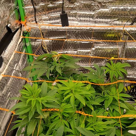 Nicol Punch #2 growlog timeline photo