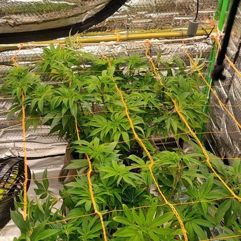 Nicol Punch #2 growlog timeline photo