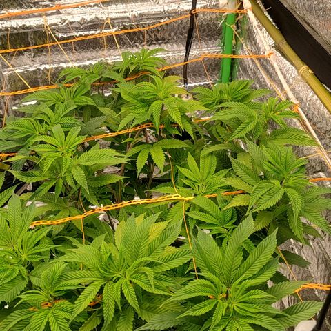 Nicol Punch #2 growlog timeline photo