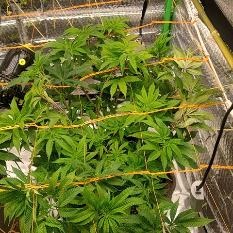 Nicol Punch #2 growlog timeline photo