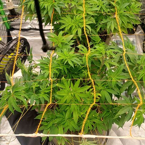 Nicol Punch #2 growlog timeline photo