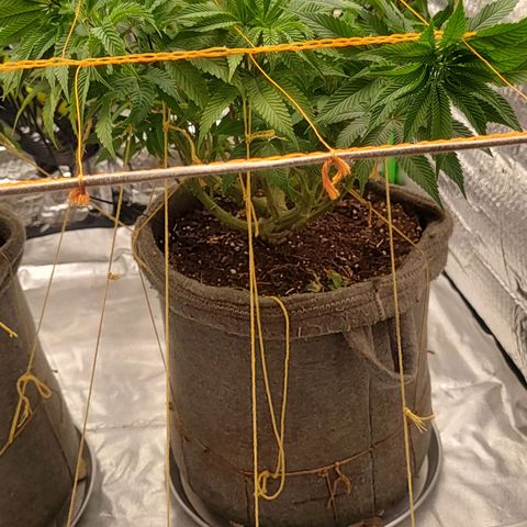 Nicol Punch #2 growlog timeline photo