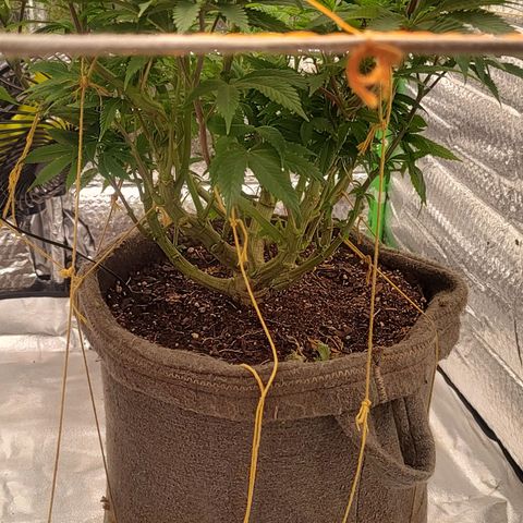 Nicol Punch #2 growlog timeline photo