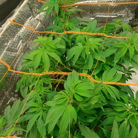 Nicol Punch #2 growlog timeline photo