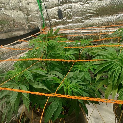 Nicol Punch #2 growlog timeline photo