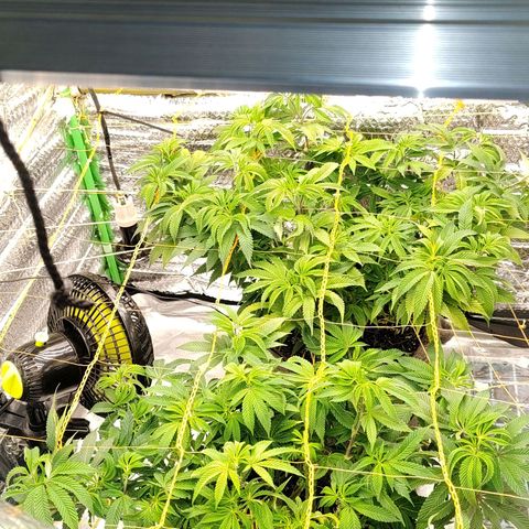 Nicol Punch #2 growlog timeline photo