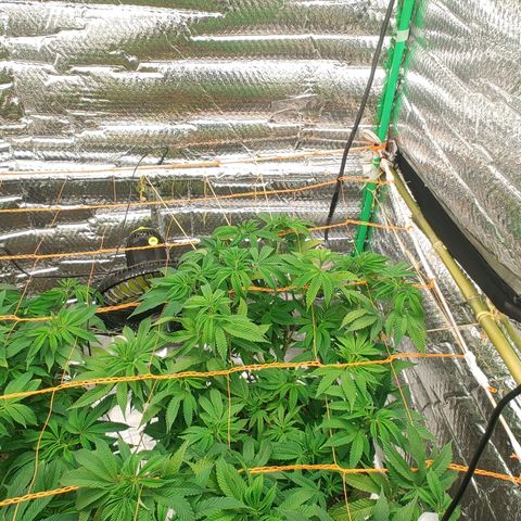 Nicol Punch #2 growlog timeline photo