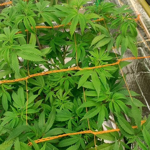 Nicol Punch #2 growlog timeline photo