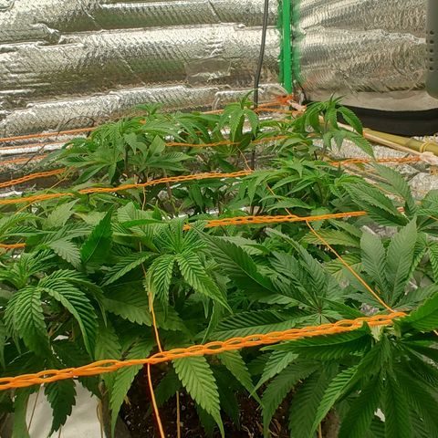 Nicol Punch #2 growlog timeline photo