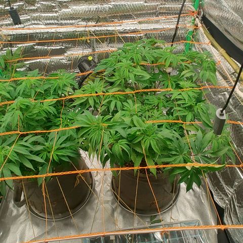 Nicol Punch #2 growlog timeline photo