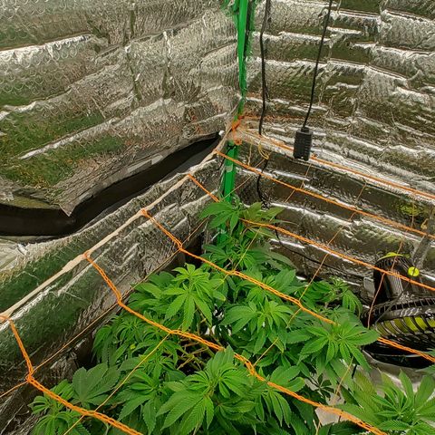 Nicol Punch #2 growlog timeline photo
