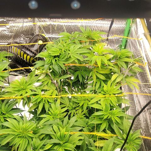 Nicol Punch #1 growlog timeline photo