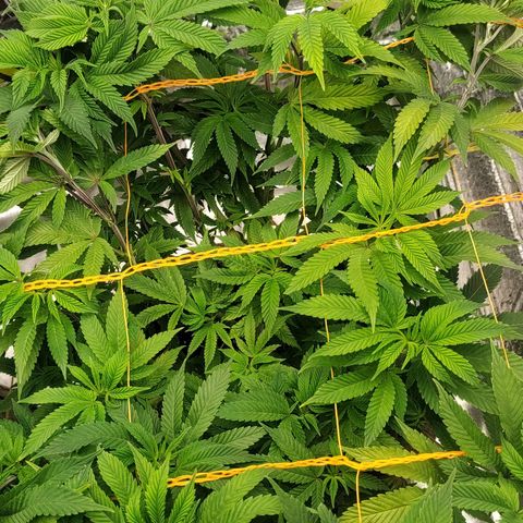 Nicol Punch #1 growlog timeline photo