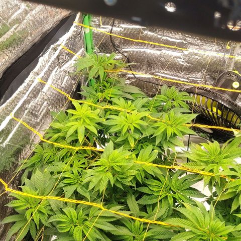 Nicol Punch #2 growlog timeline photo