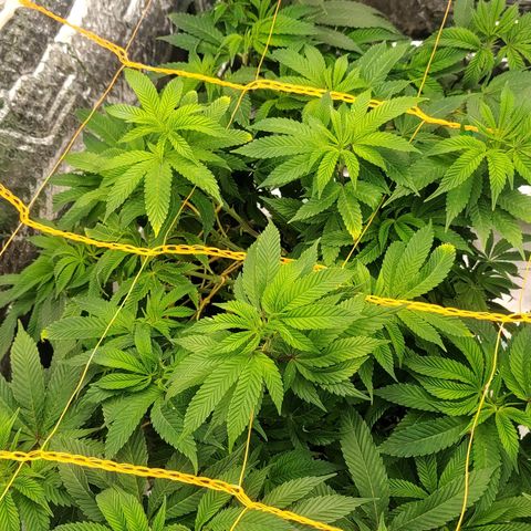 Nicol Punch #2 growlog timeline photo