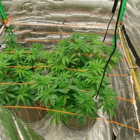 Nicol Punch #1 growlog timeline photo