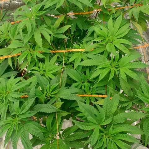 Nicol Punch #1 growlog timeline photo