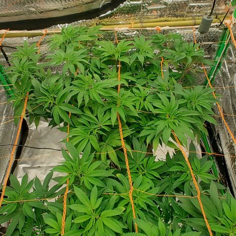 Nicol Punch #1 growlog timeline photo