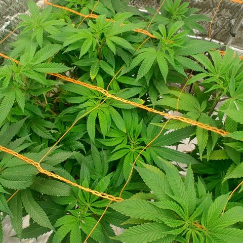 Nicol Punch #2 growlog timeline photo