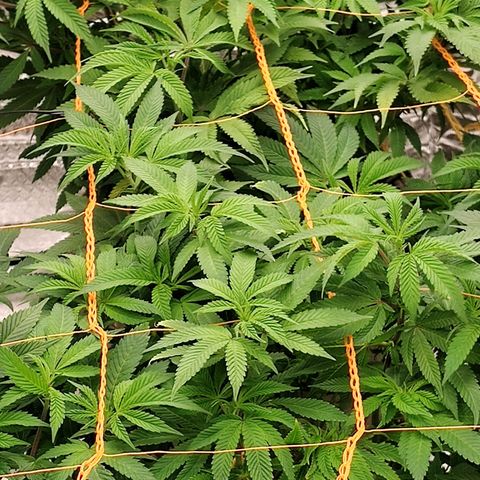 Nicol Punch #2 growlog timeline photo