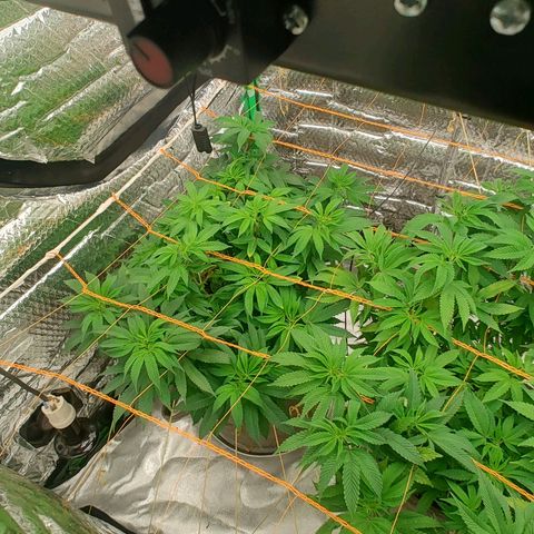 Nicol Punch #2 growlog timeline photo