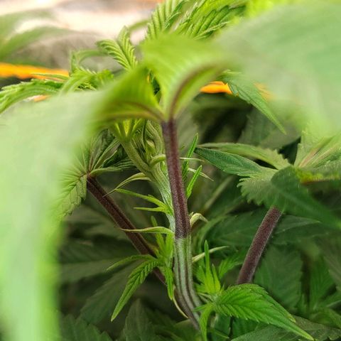 Nicol Punch #2 growlog timeline photo