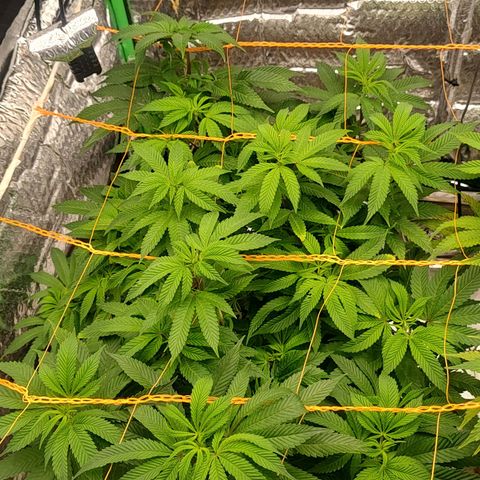 Nicol Punch #2 growlog timeline photo