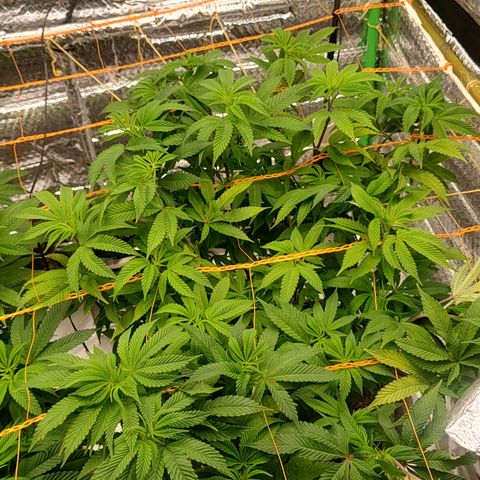 Nicol Punch #2 growlog timeline photo