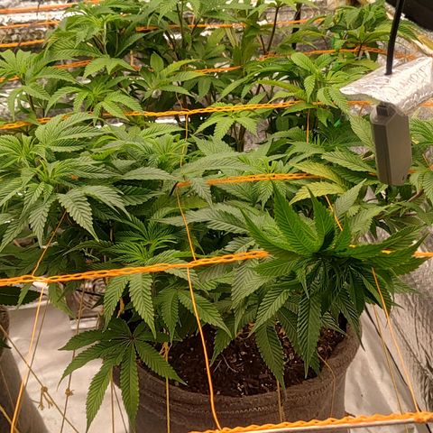 Nicol Punch #2 growlog timeline photo