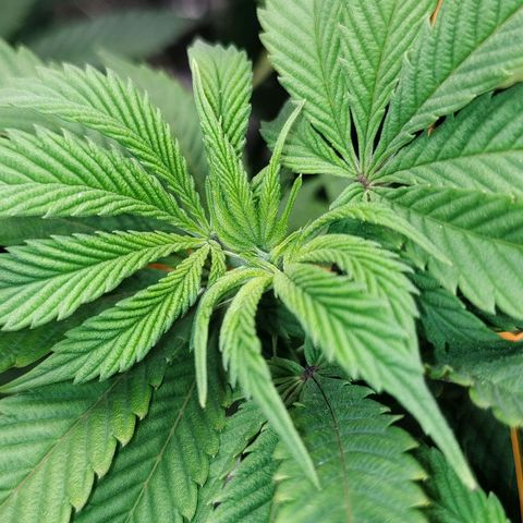 Nicol Punch #2 growlog timeline photo