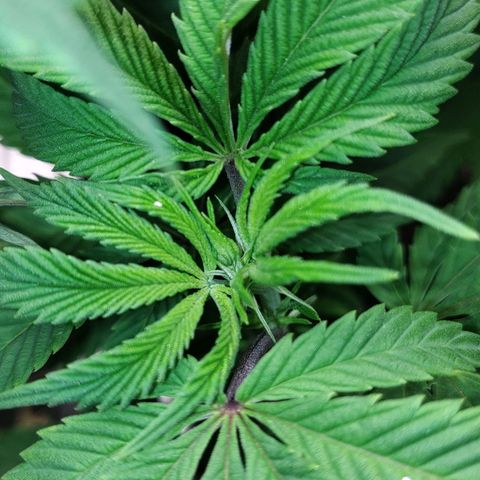 Nicol Punch #2 growlog timeline photo