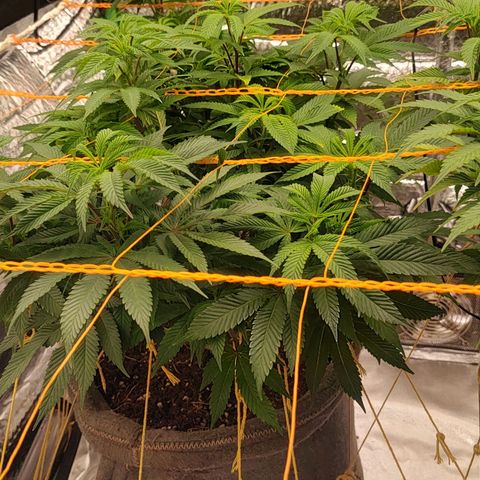Nicol Punch #2 growlog timeline photo