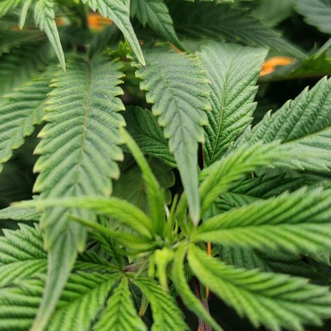 Nicol Punch #2 growlog timeline photo
