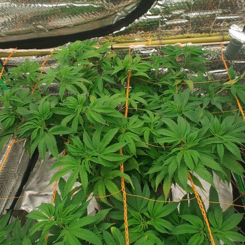 Nicol Punch #2 growlog timeline photo