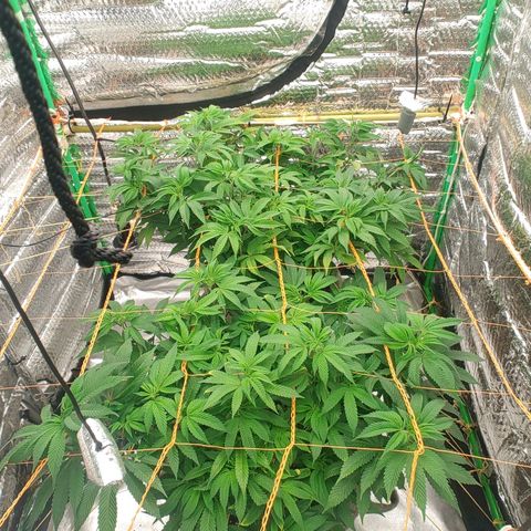 Nicol Punch #2 growlog timeline photo
